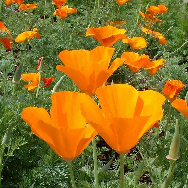 Vibrant orange California poppies blooming in a sunny garden.