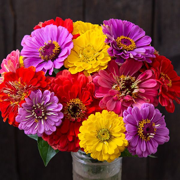Vibrant red, yellow, pink, purple zinnia bouquet in a glass jar. Fresh summer garden flowers.