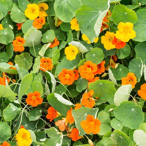 Lush nasturtium plants with edible orange and yellow flowers among green foliage.