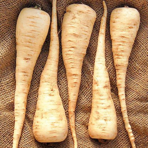 Harvested parsnips on rustic burlap. Creamy white root vegetables, perfect for recipes.