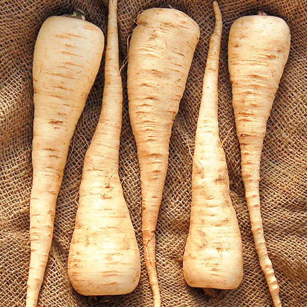 Harvested parsnips on rustic burlap. Creamy white root vegetables, perfect for recipes.