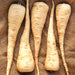 Harvested parsnips on rustic burlap. Creamy white root vegetables, perfect for recipes.
