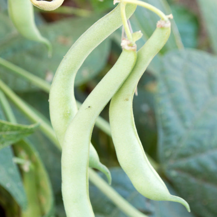Fresh green bean pods growing on a healthy plant. Vibrant garden vegetables, ripe and ready for harvest.