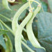 Fresh green bean pods growing on a healthy plant. Vibrant garden vegetables, ripe and ready for harvest.