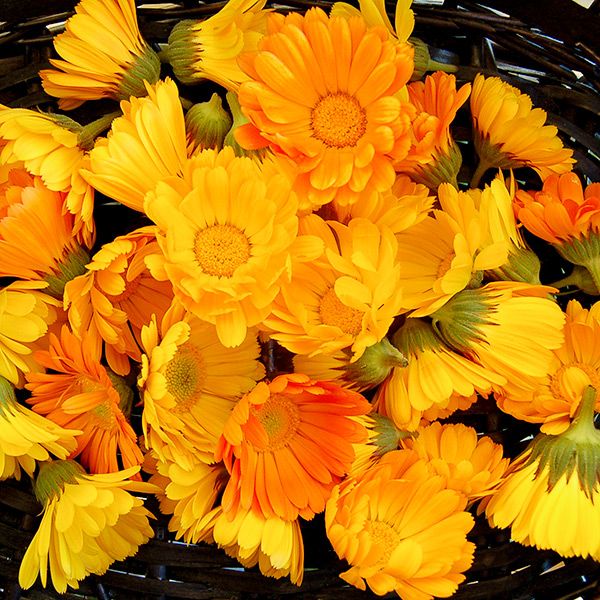 Vibrant orange and yellow calendula (pot marigold) flowers in a dark woven basket. Herbal harvest.