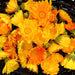 Vibrant orange and yellow calendula (pot marigold) flowers in a dark woven basket. Herbal harvest.