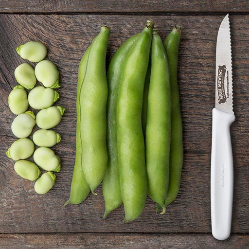 Fresh green fava beans, shelled and in pods, on wood with a "High Mowing" serrated knife.