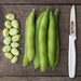 Fresh green fava beans, shelled and in pods, on wood with a "High Mowing" serrated knife.