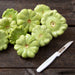 Pile of fresh light green pattypan summer squash on rustic wood, beside a white serrated knife. Healthy garden harvest.
