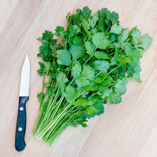 Fresh green cilantro bunch and a kitchen knife on a wooden cutting board. Essential herbs for cooking ingredients.