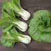 Fresh bok choy and baby bok choy on a dark wooden background. Vibrant green leaves, crisp white stems, healthy produce.