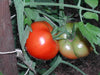 Vibrant red ripe tomato and green developing tomato on a garden vine. Fresh, organic, homegrown produce.
