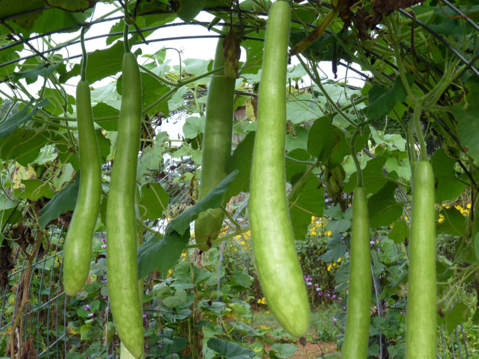 Long green bottle gourds hanging from a lush garden vine on a trellis.