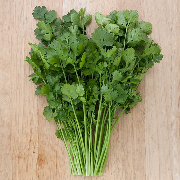 Vibrant fresh green cilantro herb bunch on a light wooden surface.