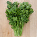 Vibrant fresh green cilantro herb bunch on a light wooden surface.
