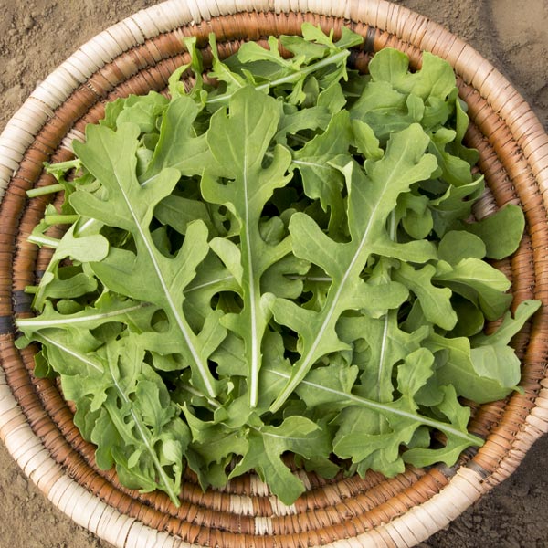 Freshly harvested organic arugula leaves in a rustic woven basket. Healthy salad greens.