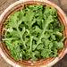 Freshly harvested organic arugula leaves in a rustic woven basket. Healthy salad greens.