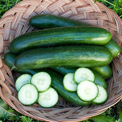 Fresh green cucumbers, whole and sliced, in a rustic woven basket. Harvested garden vegetables.