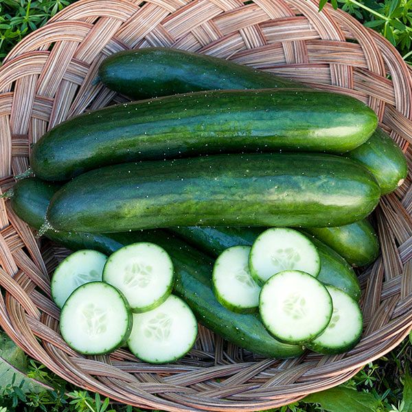 Fresh green cucumbers, whole and sliced, in a rustic woven basket. Harvested garden vegetables.
