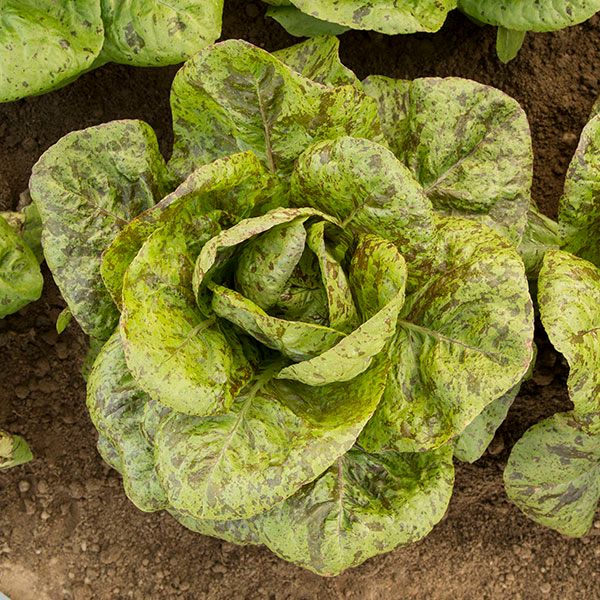 Green lettuce head with red-brown speckles growing in garden soil. Fresh, vibrant salad greens.