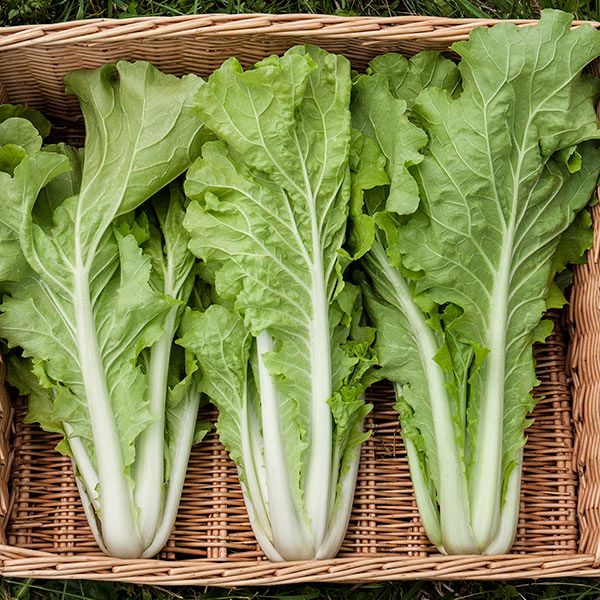 Fresh bok choy in a wicker basket. Crisp green Asian leafy vegetables with white stalks, ready for harvest.