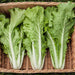 Fresh bok choy in a wicker basket. Crisp green Asian leafy vegetables with white stalks, ready for harvest.