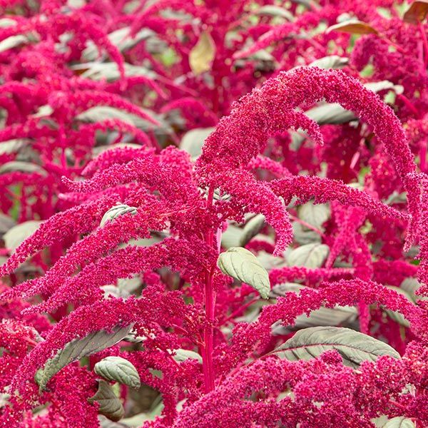 Vibrant magenta Amaranth 'Love Lies Bleeding' flowers cascading amidst green leaves. Ornamental garden plant.