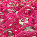 Vibrant magenta Amaranth 'Love Lies Bleeding' flowers cascading amidst green leaves. Ornamental garden plant.