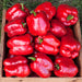 Bright red bell peppers with green stems in a rustic wooden crate. Freshly harvested garden vegetables.