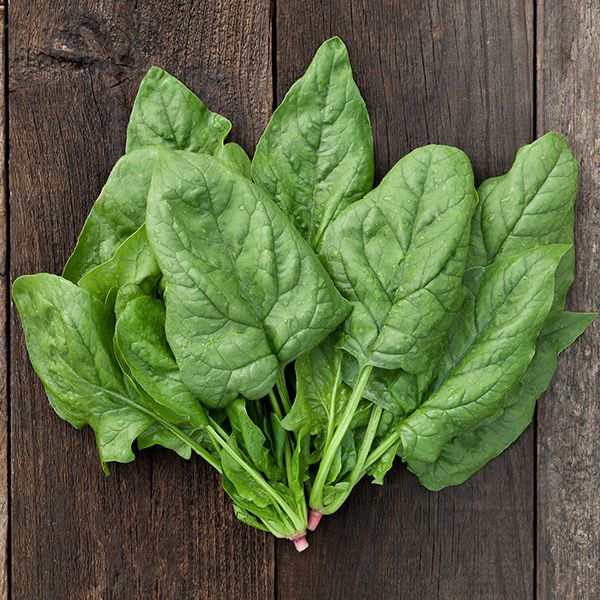 Fresh green spinach leaves with water droplets on a rustic dark wood background. Healthy leafy vegetable produce.