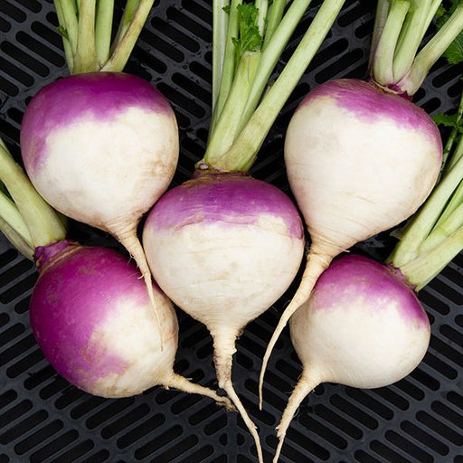 Fresh purple-top white turnips, root vegetables with green tops on a black grate.