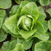 Vibrant green romaine lettuce plant, healthy and ready for harvest in a garden.