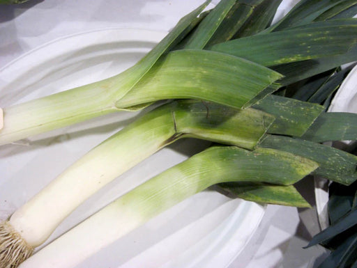 Fresh leeks with white and light green stalks, dark green leaves, and visible roots. Healthy culinary vegetable.