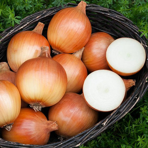 Fresh golden onions in a dark woven basket, two cut revealing white flesh. Harvested garden produce, vegetables.