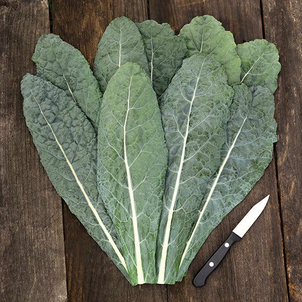 Fresh dark green Lacinato kale leaves, distinctively textured, with a small knife on a rustic wooden table.
