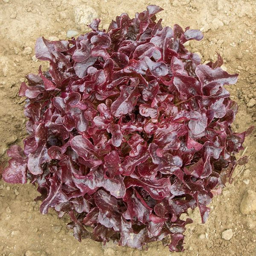 Vibrant red leaf lettuce head with dark, ruffled leaves growing in garden soil, ready for harvest.