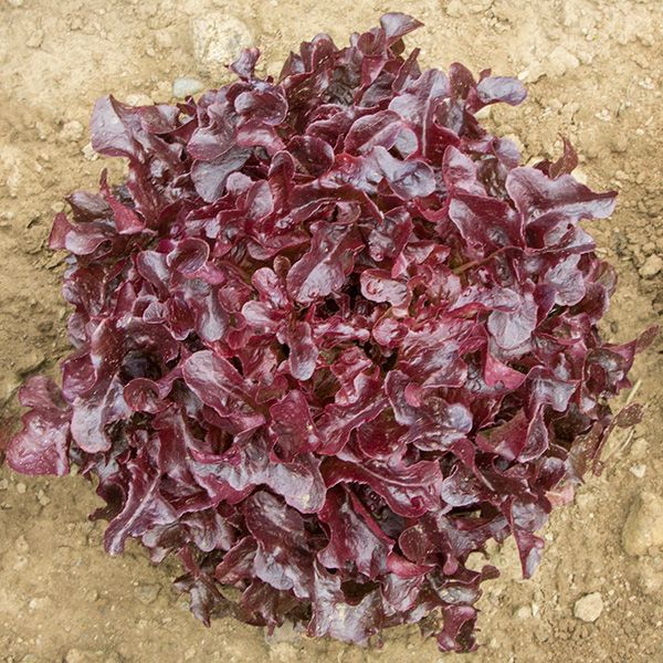 Vibrant red leaf lettuce head with dark, ruffled leaves growing in garden soil, ready for harvest.