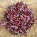 Vibrant red leaf lettuce head with dark, ruffled leaves growing in garden soil, ready for harvest.