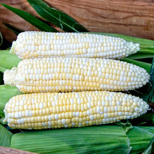 Fresh bi-color sweet corn cobs with yellow and white kernels, on green husks. Delicious summer vegetable produce.