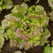 Organic red and green loose leaf lettuce plant, wet with dew, growing in healthy garden soil.