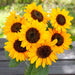 Vibrant yellow sunflower bouquet with dark centers in a glass jar. Fresh summer garden flowers.
