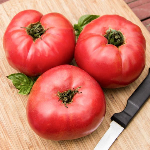 Three red heirloom tomatoes with fresh basil on a wooden cutting board next to a knife. Fresh garden produce.