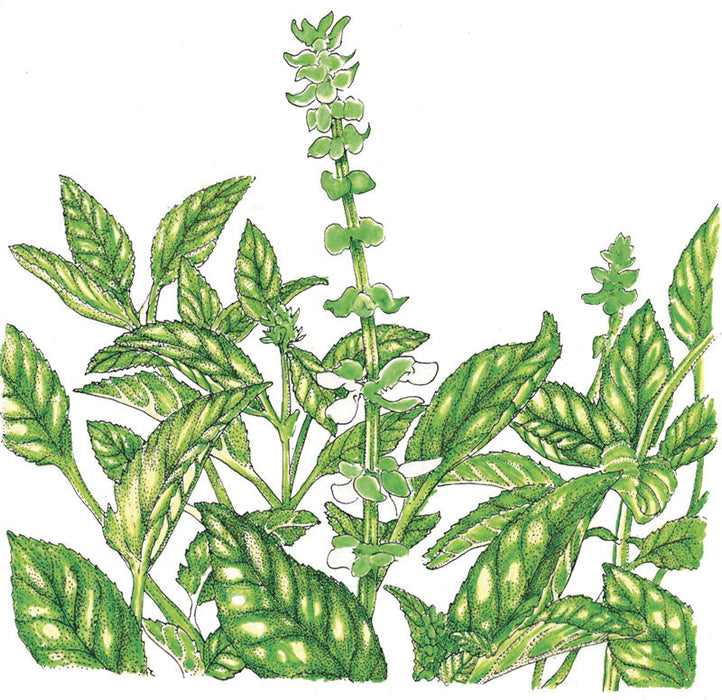 Vibrant green basil plant illustration with lush leaves and delicate white flowers on tall spikes. Fresh culinary herb.