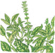 Vibrant green basil plant illustration with lush leaves and delicate white flowers on tall spikes. Fresh culinary herb.