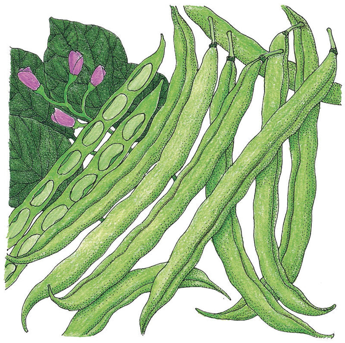 Green beans: fresh whole pods, one split with seeds, green leaves, and pink flowers. Garden vegetable.