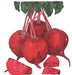 Fresh red beets with green leaves and sliced beet pieces. Healthy root vegetables.