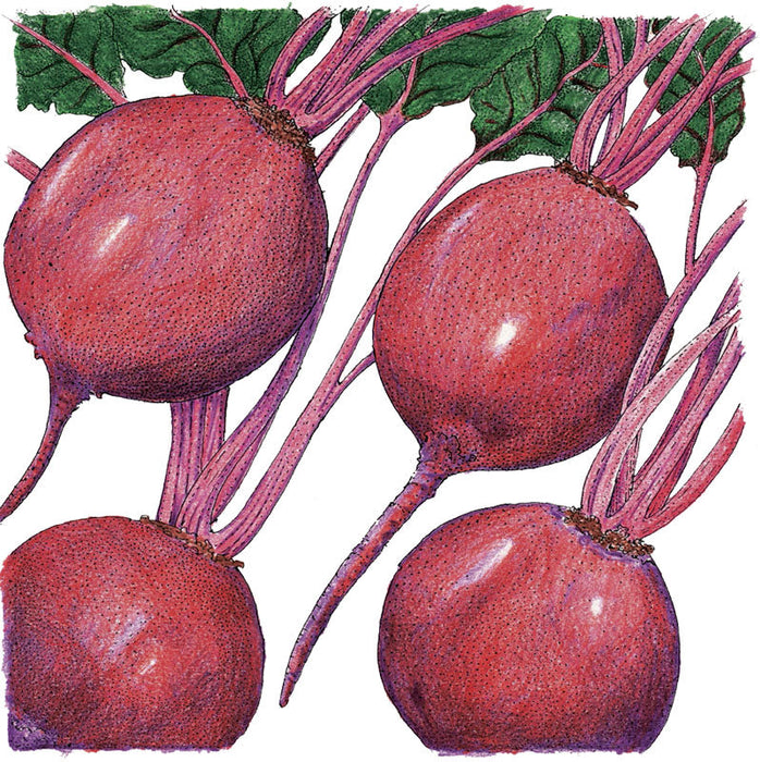 Vibrant red beets with green leafy tops and purple stems. Fresh root vegetables, garden produce.
