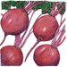 Vibrant red beets with green leafy tops and purple stems. Fresh root vegetables, garden produce.
