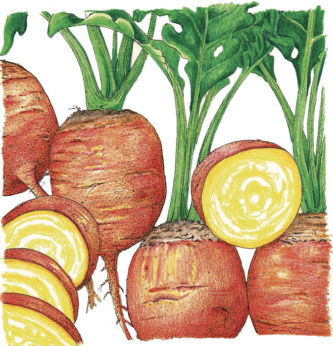 Whole golden beets with green leaves and sliced yellow beets revealing bright golden flesh. Fresh garden vegetables.