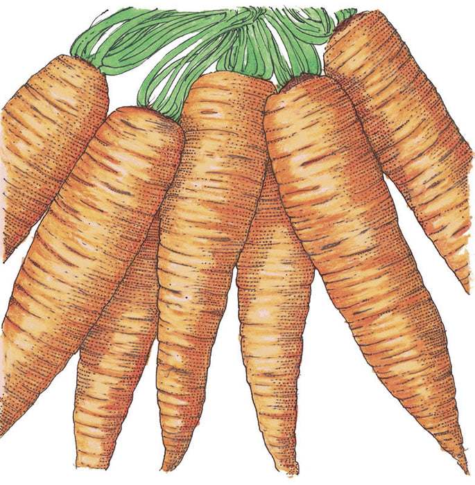 Fresh orange carrots with green leafy tops. Healthy garden vegetables.